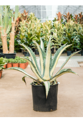 Agave Amerciana Mediopicta Alba