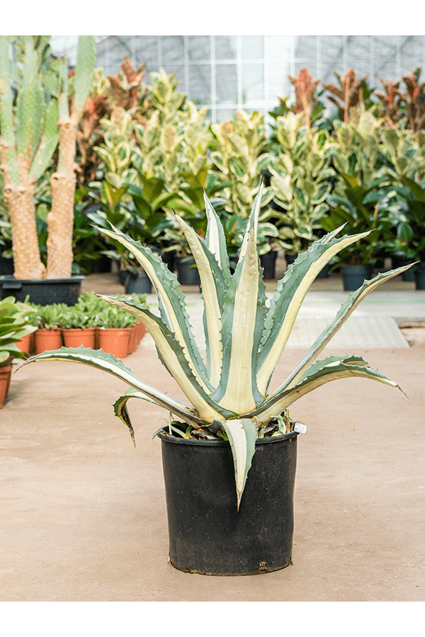Agave Amerciana Mediopicta Alba