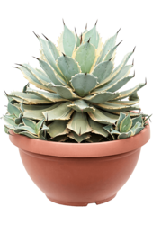 Agave Potatorum Eye Scream