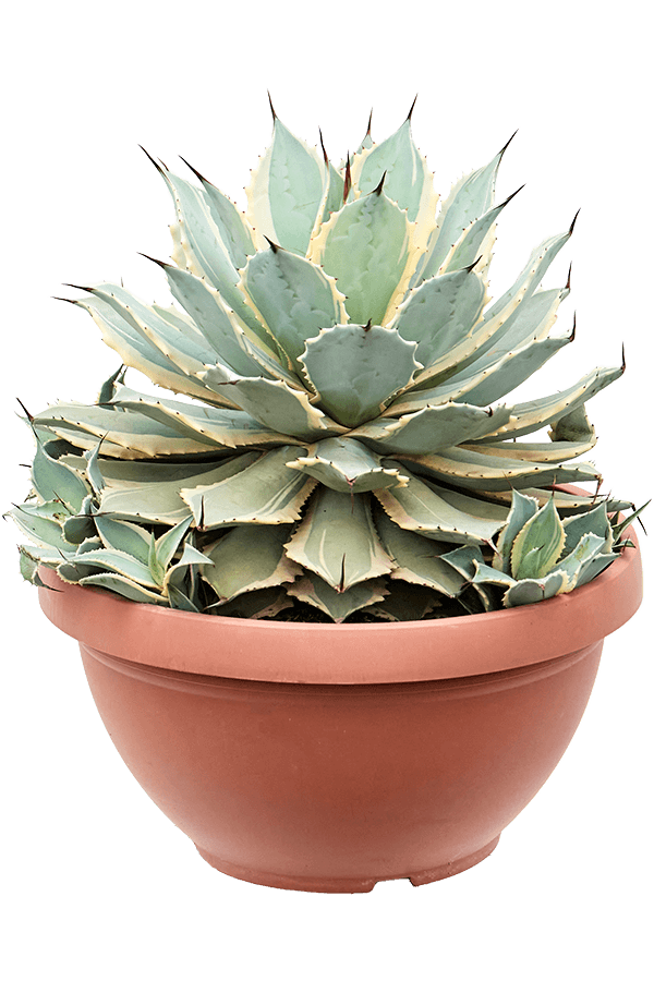 Agave Potatorum Eye Scream