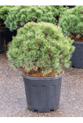 Pinus Mugo Mops