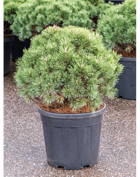 Pinus