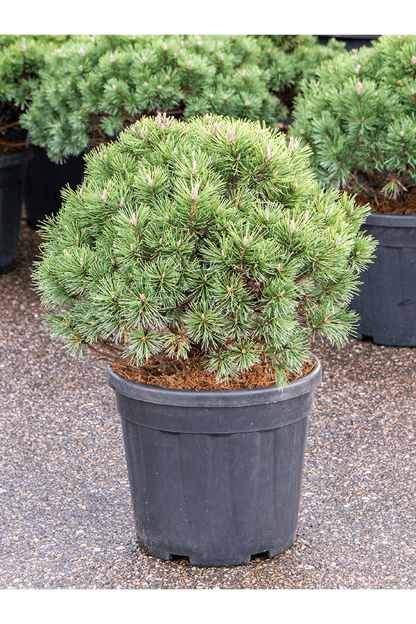 Pinus Mugo Mops
