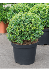 Ilex Crenata Convexa