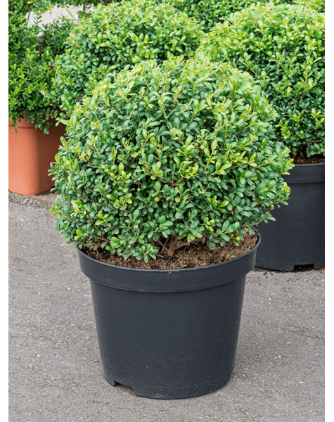 Ilex