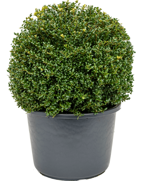 Ilex