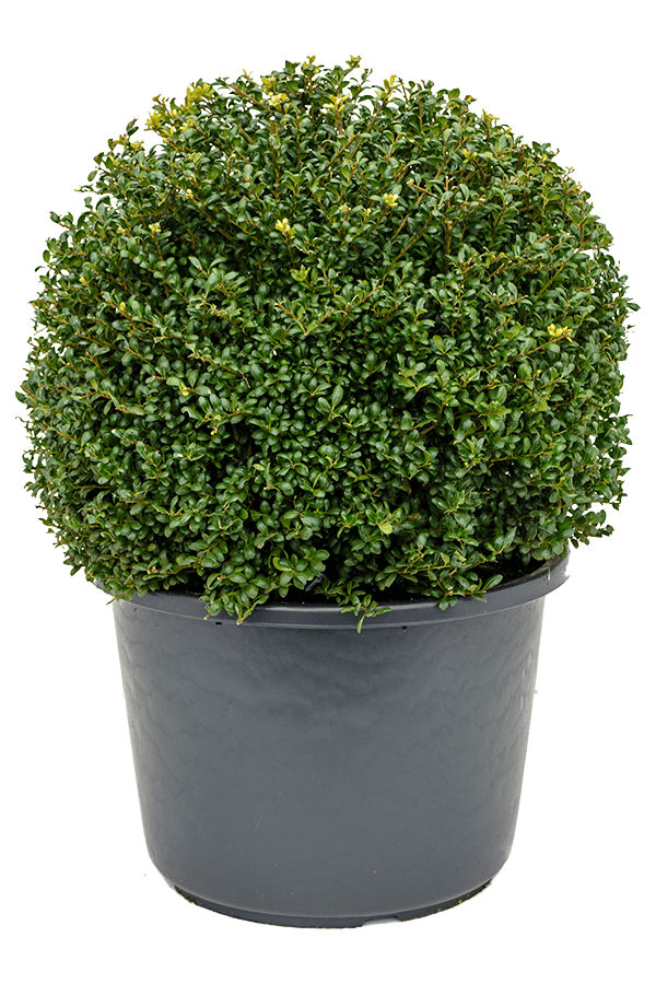 Ilex Crenata Convexa