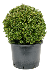 Ilex Crenata Convexa