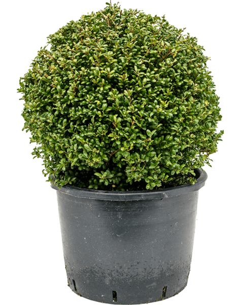 Ilex
