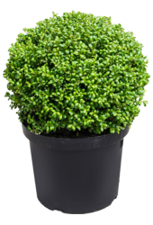 Ilex Crenata Convexa
