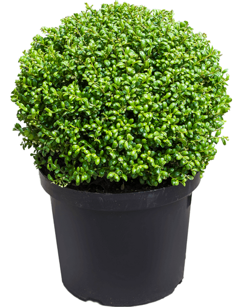 Ilex