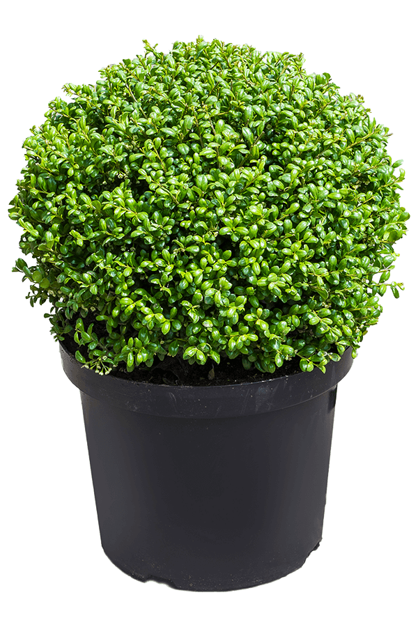Ilex Crenata Convexa