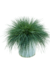 Festuca Glauca Intensywny Niebieski
