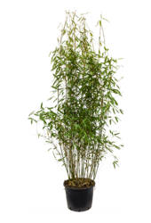 Fargesia Murieliae Jumbo