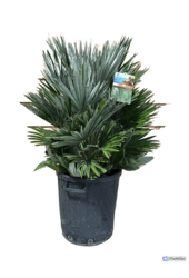 Chamaerops Humilis Vulcano