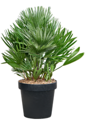 Chamaerops Humilis Vulcano