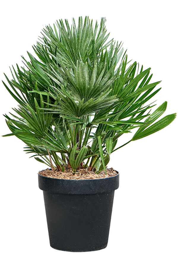 Chamaerops Humilis Vulcano