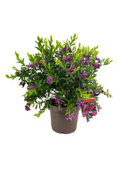 Polygala Skrzydlinka Myrtifolia Krzew L