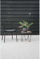 Polygala Skrzydlinka Myrtifolia Krzew L