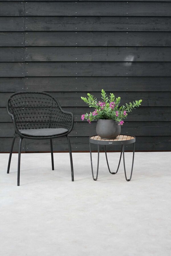 Polygala Skrzydlinka Myrtifolia Krzew L