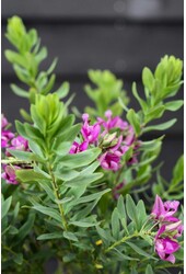 Polygala Skrzydlinka Myrtifolia Krzew L