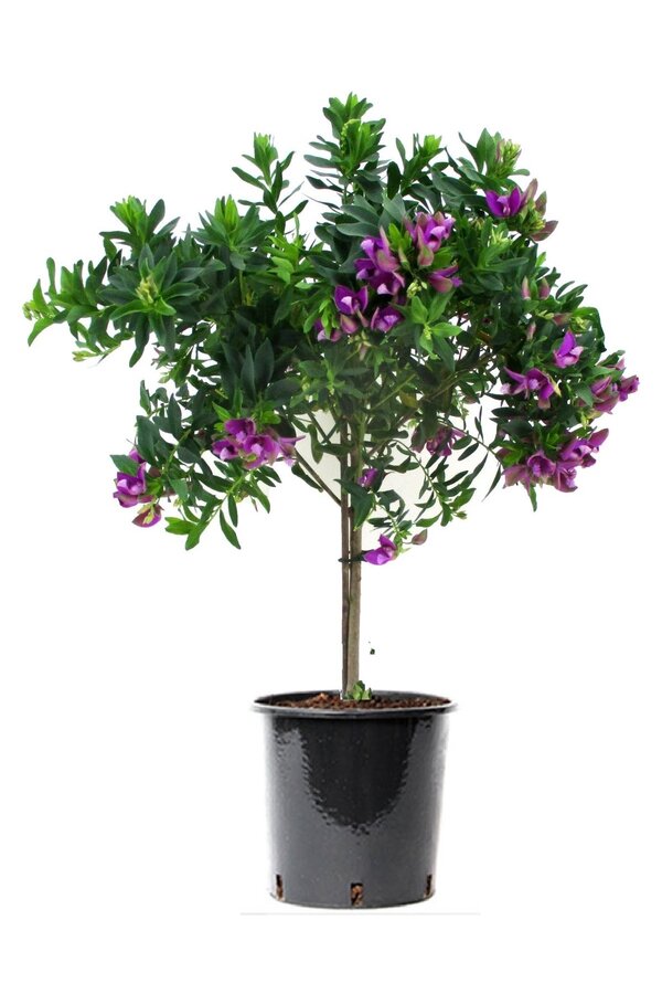 Polygala Krzyżownica Myrtifolia na pniu M