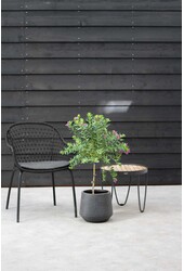 Polygala Krzyżownica Myrtifolia na pniu M