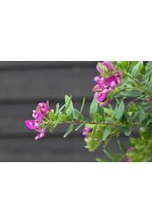 Polygala Krzyżownica Myrtifolia na pniu M