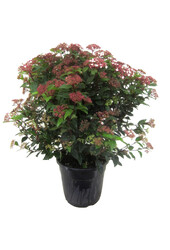 Viburnum Śnieżka Krzew L