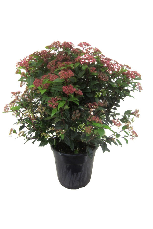 Viburnum Śnieżka Krzew L