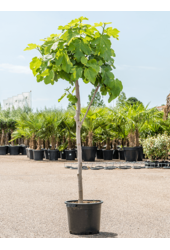 Ficus Carica Drzewo Figowe XL