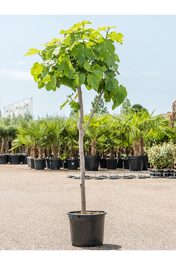 Ficus Carica Drzewo Figowe XL