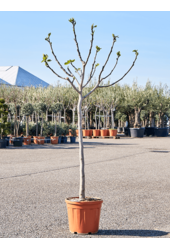 Ficus Carica Drzewo Figowe XL