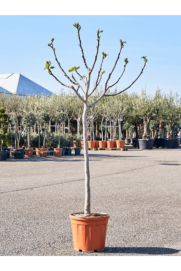 Ficus Carica Drzewo Figowe XL