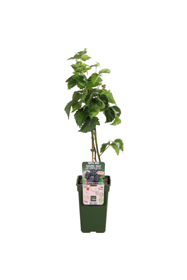 BIO Jeżyna Rubus Bigandearly