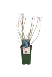 BIO Borówka Vaccinium Brigitta Blue