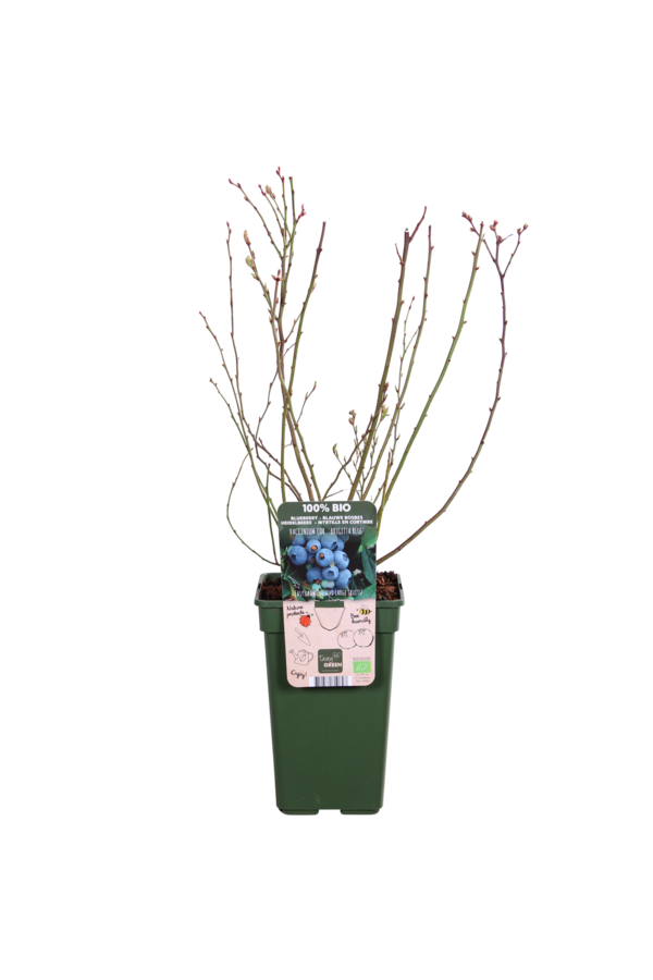 BIO Borówka Vaccinium Brigitta Blue