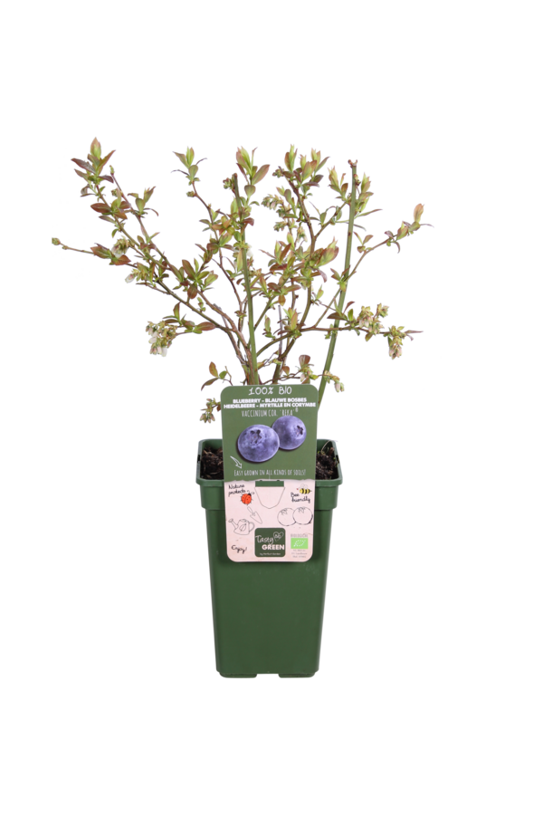 BIO Borówka Vaccinium Reka