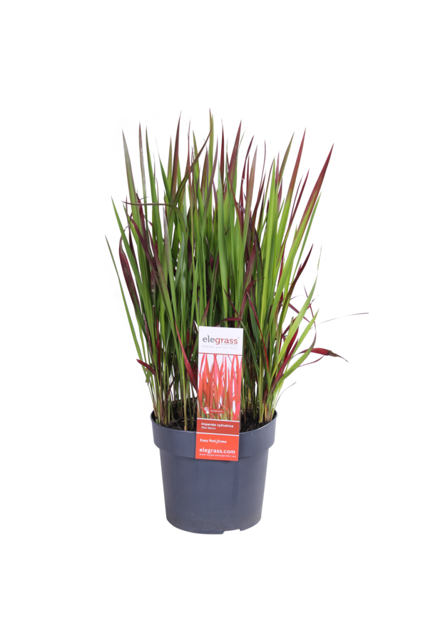 Trawa Krwi Red Baron