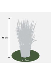 Trawa Krwi Red Baron