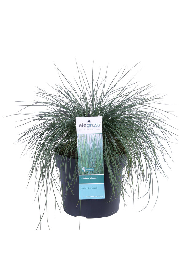 Festuca Niebieska Kostrzewa Owcza (Kostrzewa) Azura Blue®