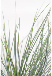 Festuca Niebieska Kostrzewa Owcza (Kostrzewa) Azura Blue®