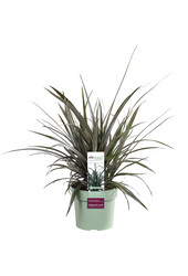 Astelia Silver Shadow