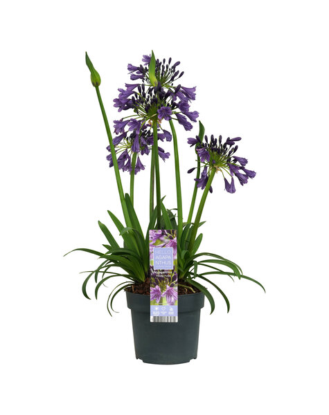 Agapanthus