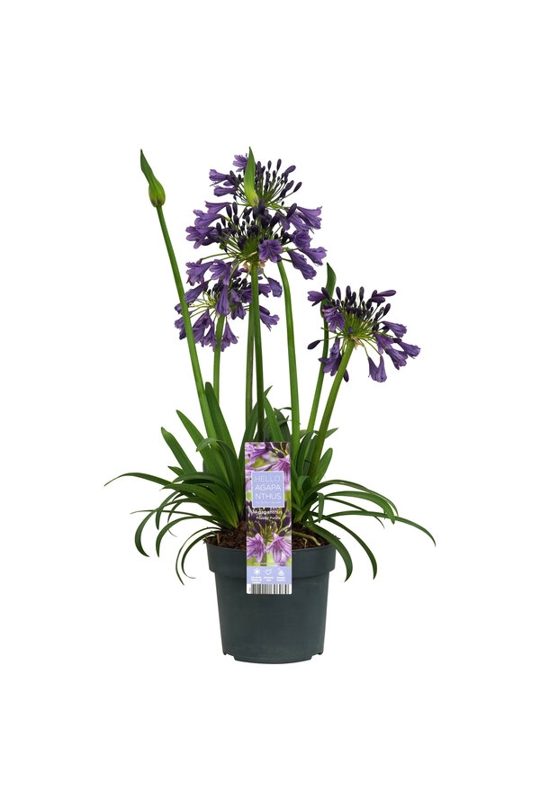Lilia Afrykańska Agapanthus Fioletowy