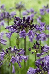 Lilia Afrykańska Agapanthus Fioletowy