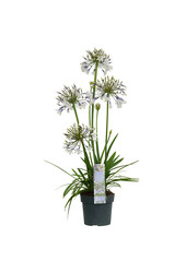 Lilia Afrykańska Agapanthus