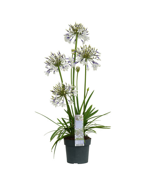 Agapanthus