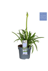 Lilia Afrykańska Agapanthus