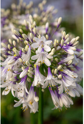 Lilia Afrykańska Agapanthus